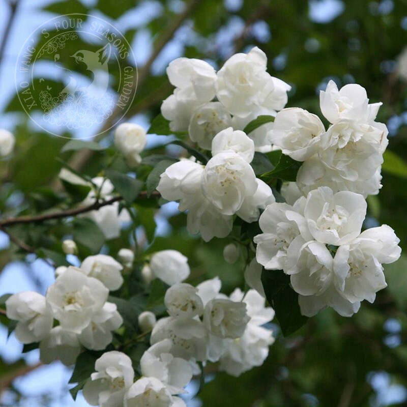 欧洲山梅花纯真灌木夏季开花有香味盆栽花园阳台观叶