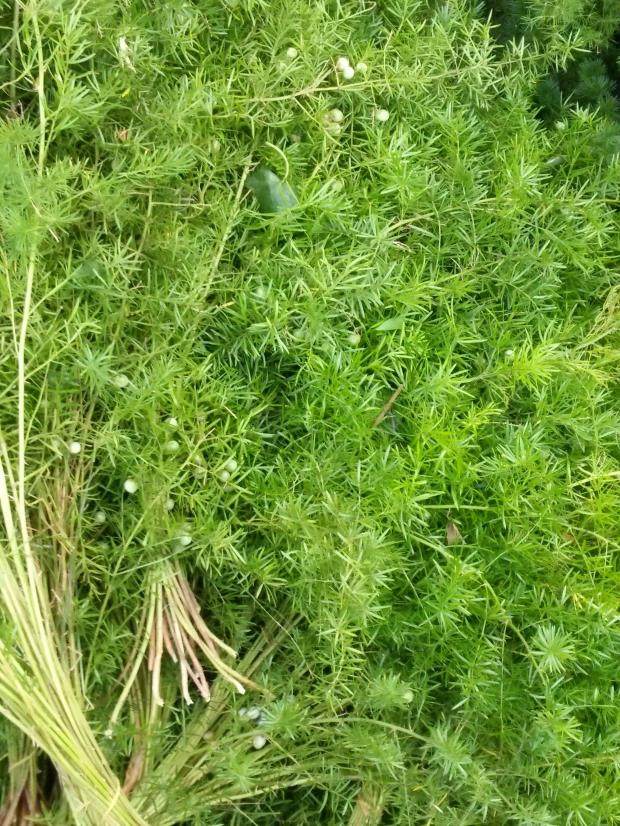 鲜花地直云南昆明斗南同城上海速递家鲜花速递(同城)