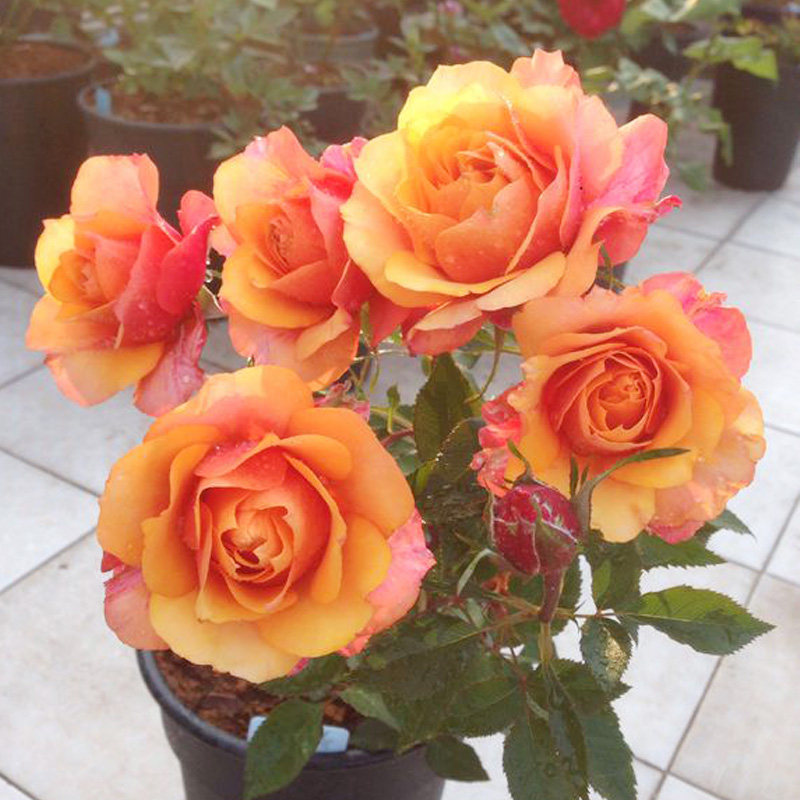 丹麦永恒系列之永远的艾帕索阳台大花月月季空气净化剂