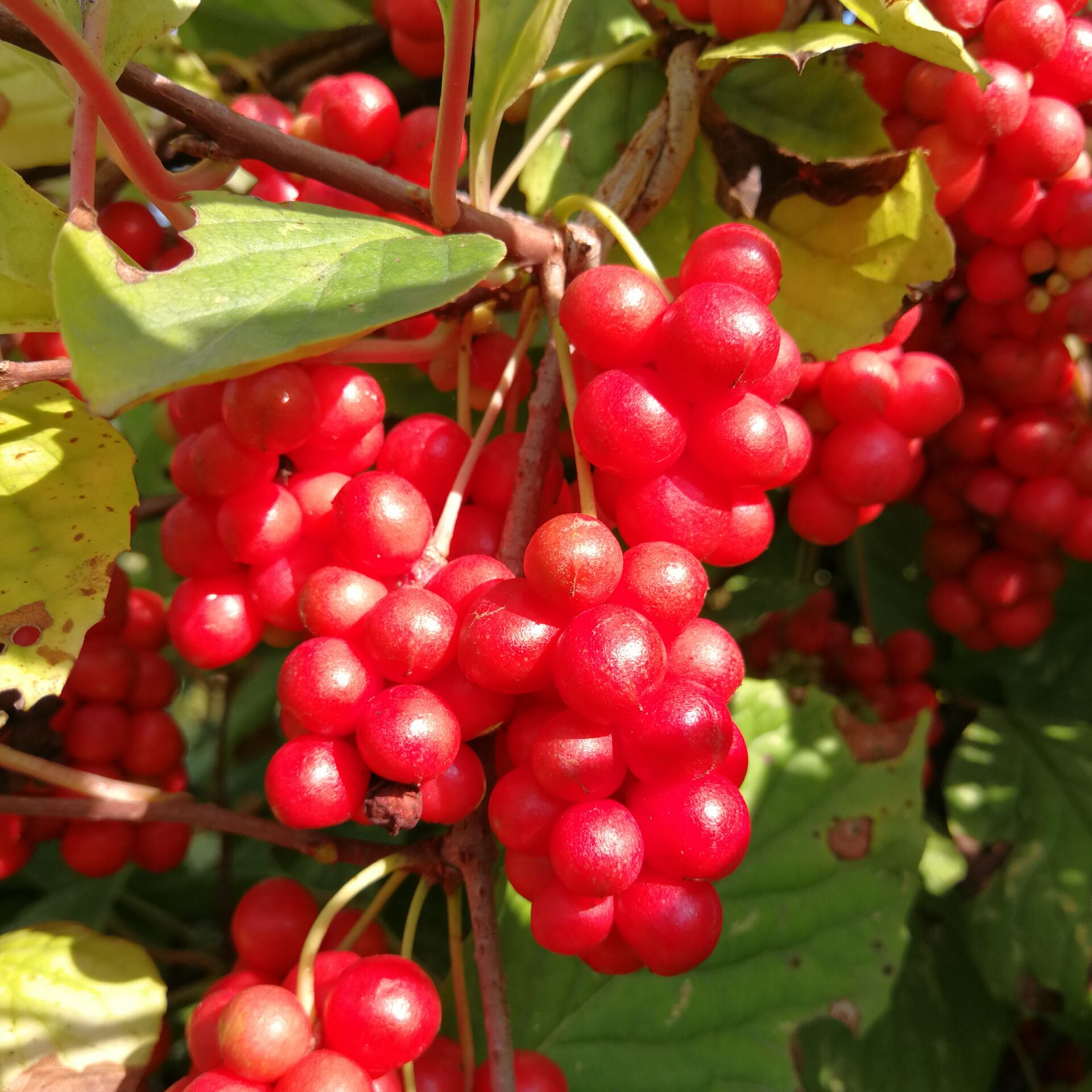 五味子250g长白山茶油籽泡水茶酒料中中药材2021新货五味子