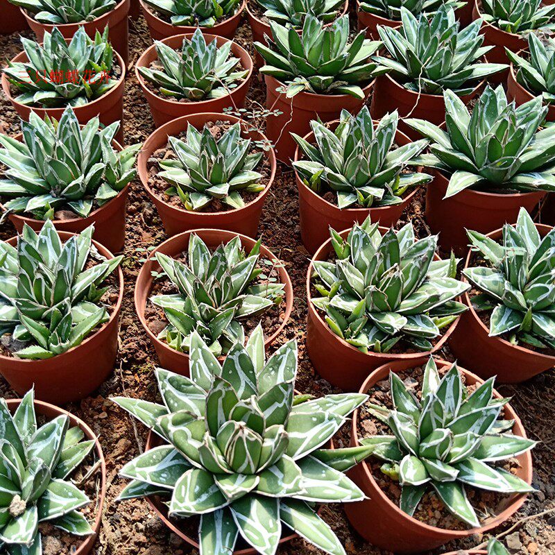 精选笹之雪龙龙舌兰科系类世之雪多肉植物庭院多肉植物