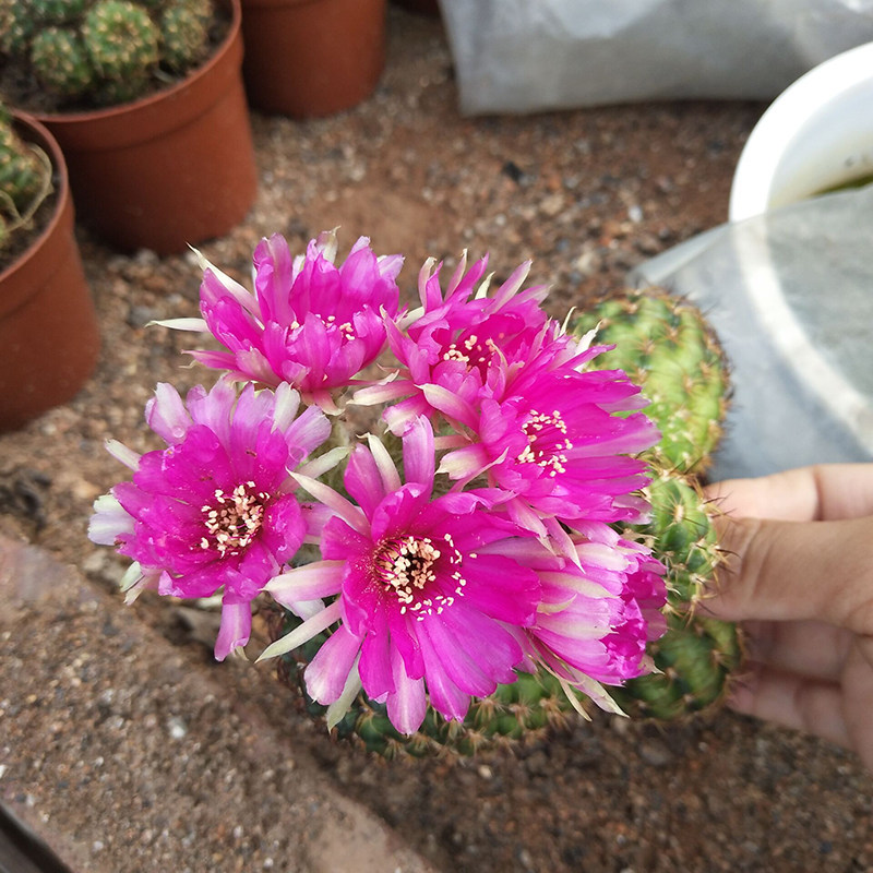 仙人多头桃伦多肉植物脂粉丸易养易开花室内多肉植物