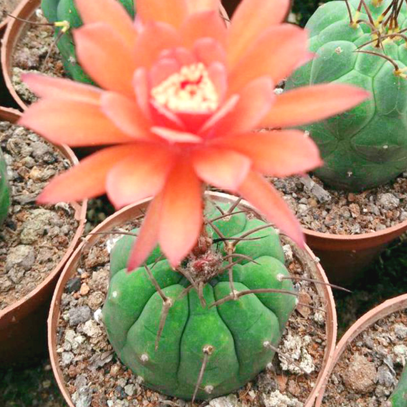 仙人奇仙球实生多肉植物春秋秋季开花办公桌防辐射多肉植物