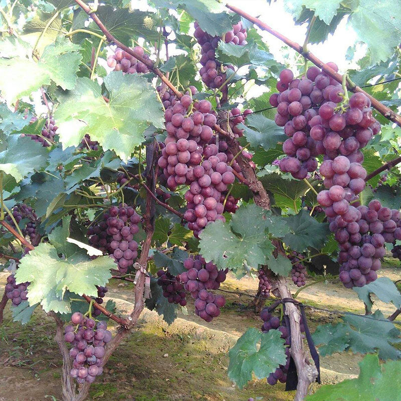 巨峰葡萄树活苗特大果苗南北方庭院种植地栽盆栽果树