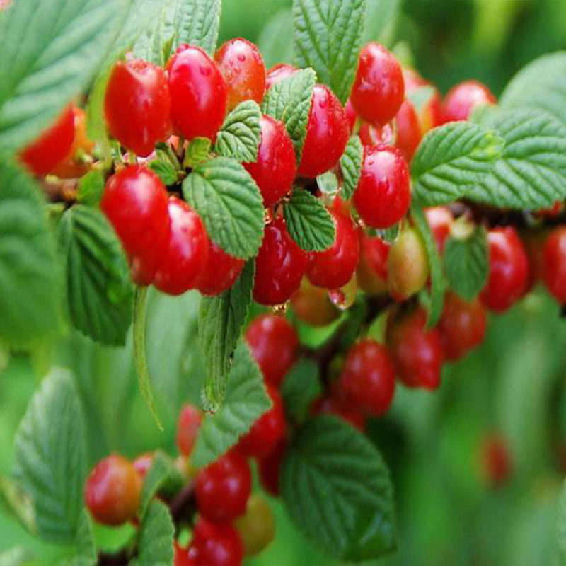 耐寒东北小樱桃野生山樱桃樱桃树树苗南特大北方地果树