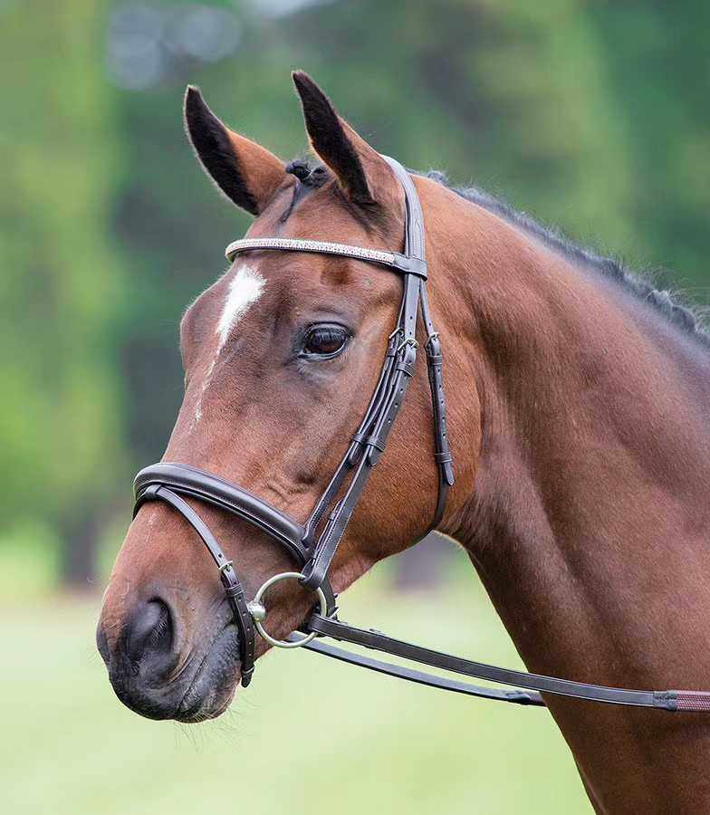 shires水勒缰绳马用安好马水勒缰(水勒