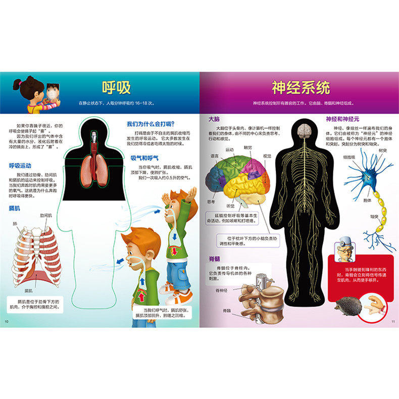 看看早教故事百科知识构造人体探索模型胶片有趣科普百科