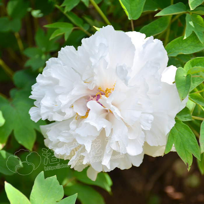 当年景玉赛雪塔盆栽重瓣花卉开花花苗企业牡丹时令草本花卉