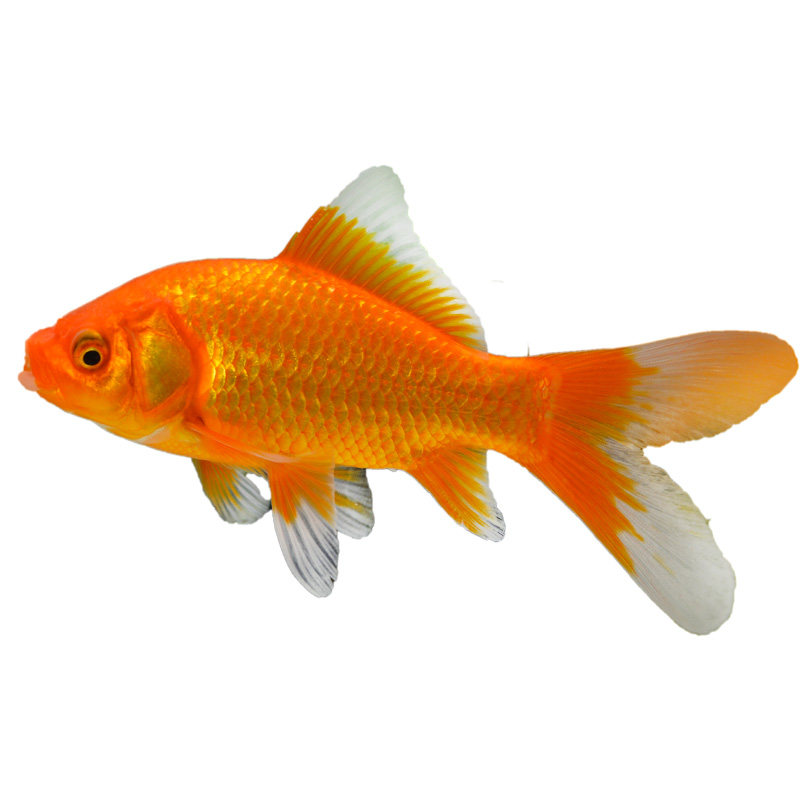 冷水鱼红草鲤鱼小型观赏鱼练手淡水鱼锦鲤金长尾金鱼鱼