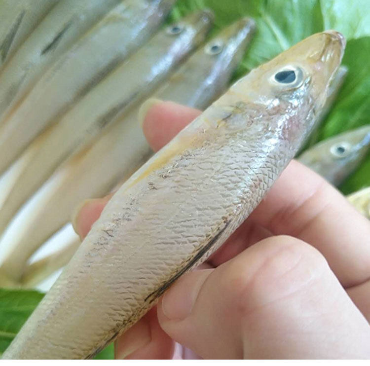 鲜鱼沙尖冷冻水产海鲜2500g新鲜鱼沙丁鱼野生海鱼其它