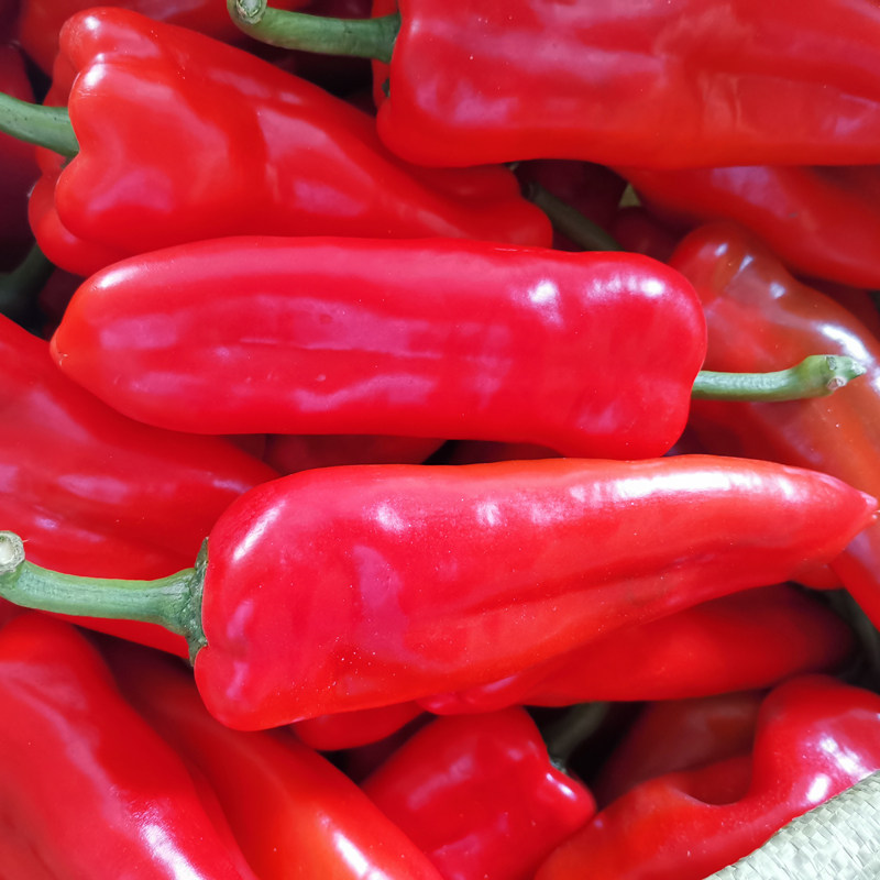 新鲜大红尖椒辣椒酱剁椒用肉厚鲜红辣椒微辣农家现摘现发五斤包邮
