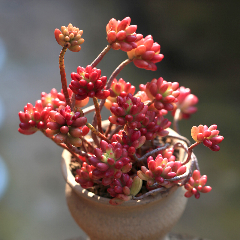 虹之玉锦多肉植物大株老桩云南状态肉肉绿植多肉植物
