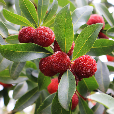 贵州杨梅4斤阿栗村特产小叶细蒂荸荠种初荷农庄当季现摘新鲜水果