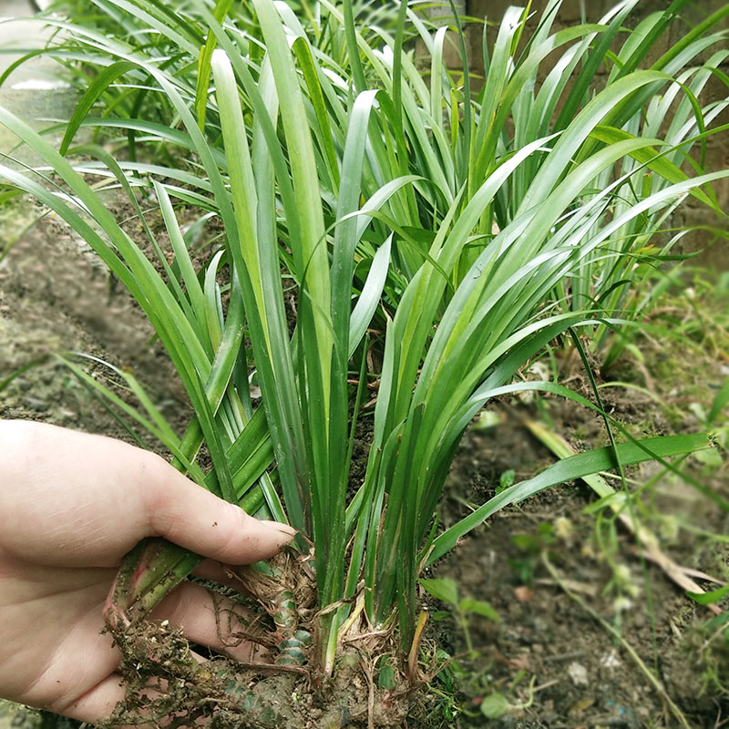 贵州新鲜三奈1000g包邮山奈山赖五香草去腥茴香花椒