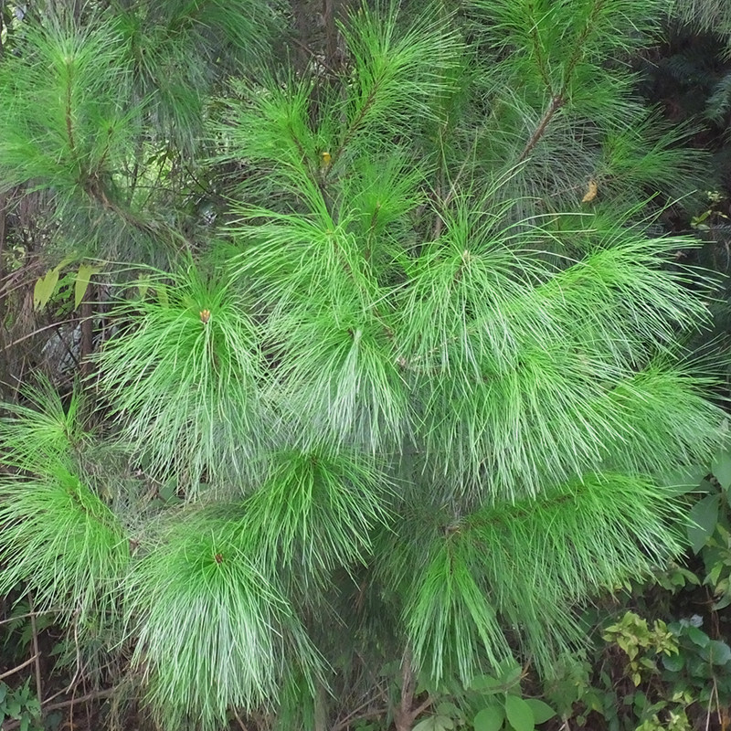 贵州深山松针500g松茶野外现采新鲜马尾马尾松养生茶