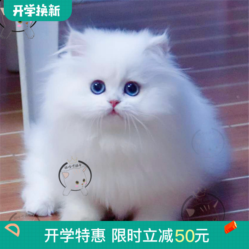 金吉拉矮脚拿破仑银渐层长毛绿眼宠物白色猫咪