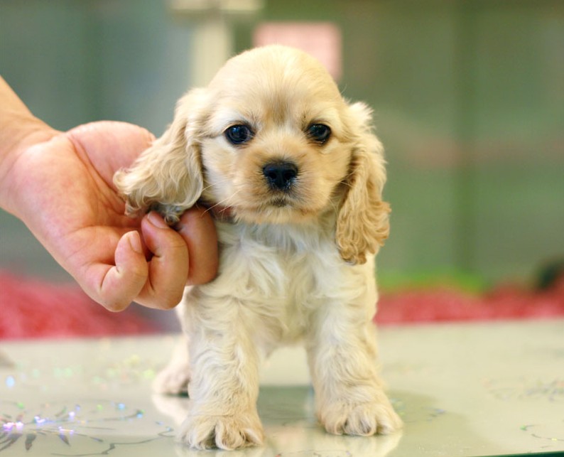 犬幼纯种健康康的可卡活体视频挑选广州送货上门狗狗