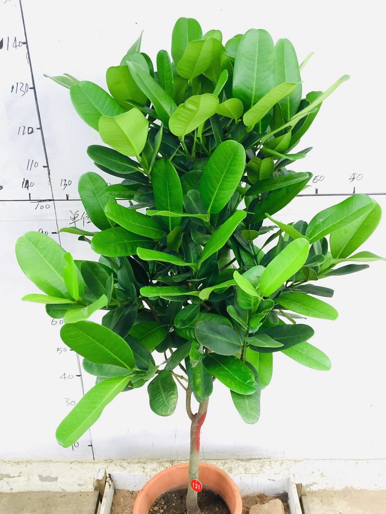 盆栽台湾福木室内阳台庭院名贵盆景大型绿植大型绿植