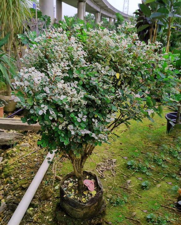 雪花盆栽观北欧植物叶植物绿植花木阳台庭院一拍大型绿植