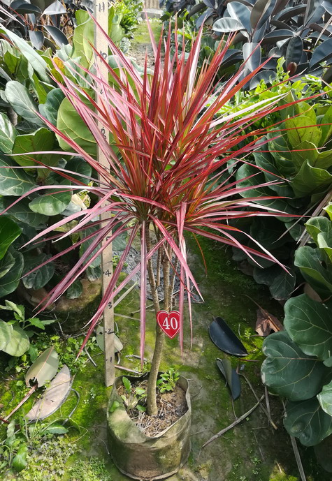 七彩五彩千年木马马尾中大型室内绿植一物一拍大型绿植