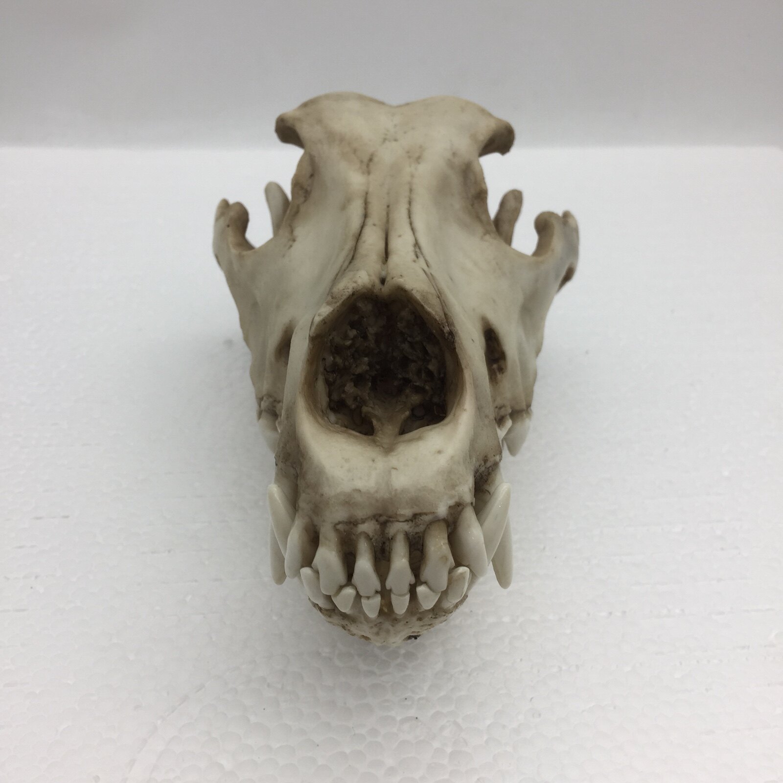 仿真动物狼头头骨模型标本化石绘画教学素描其他模型玩具