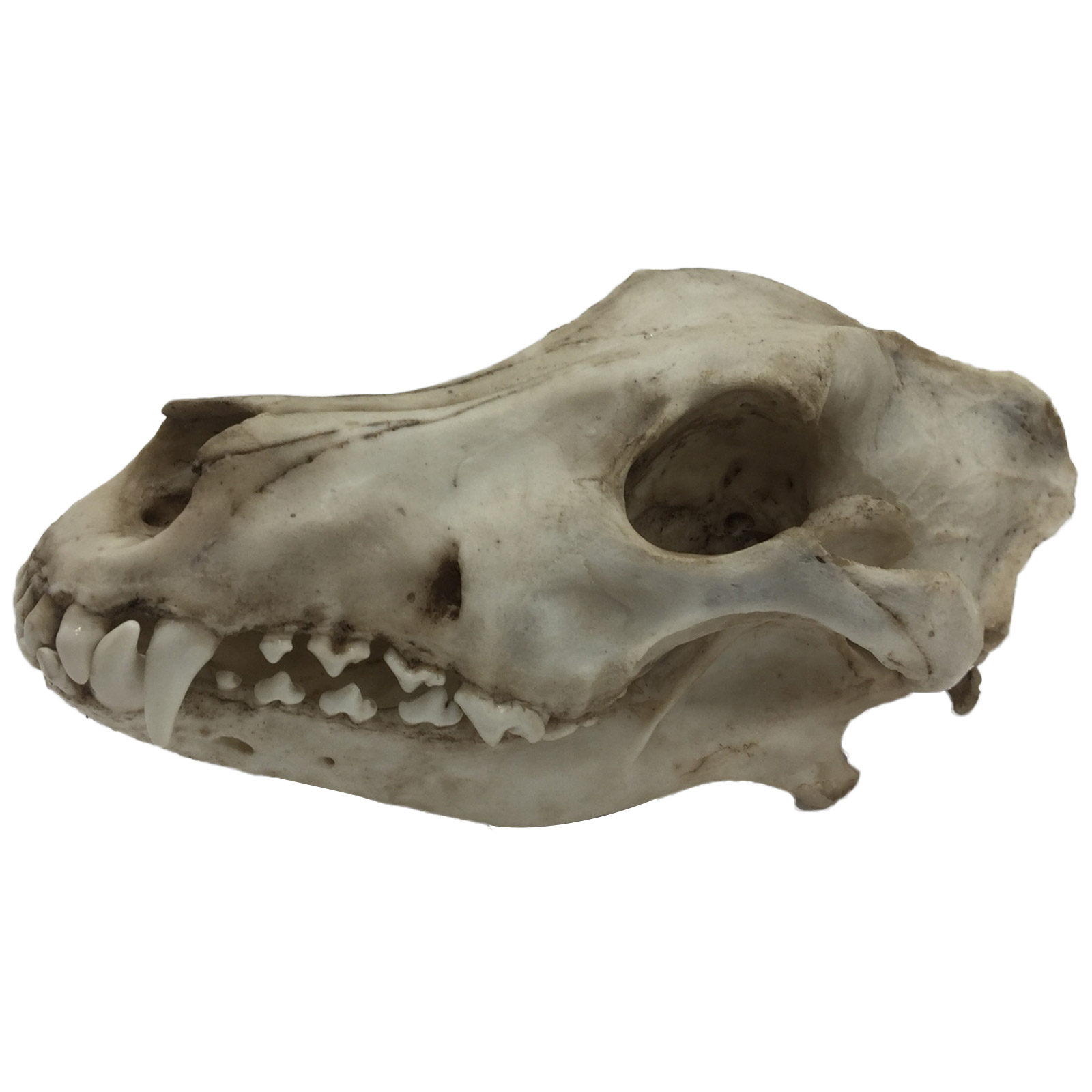 仿真动物狼头头骨模型标本化石绘画教学素描其他模型玩具