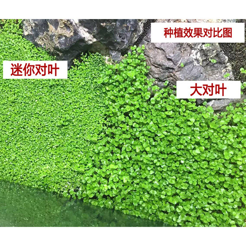 森森水草种子活体水族造景大对叶迷你对叶鱼缸前景草速成草坪种子