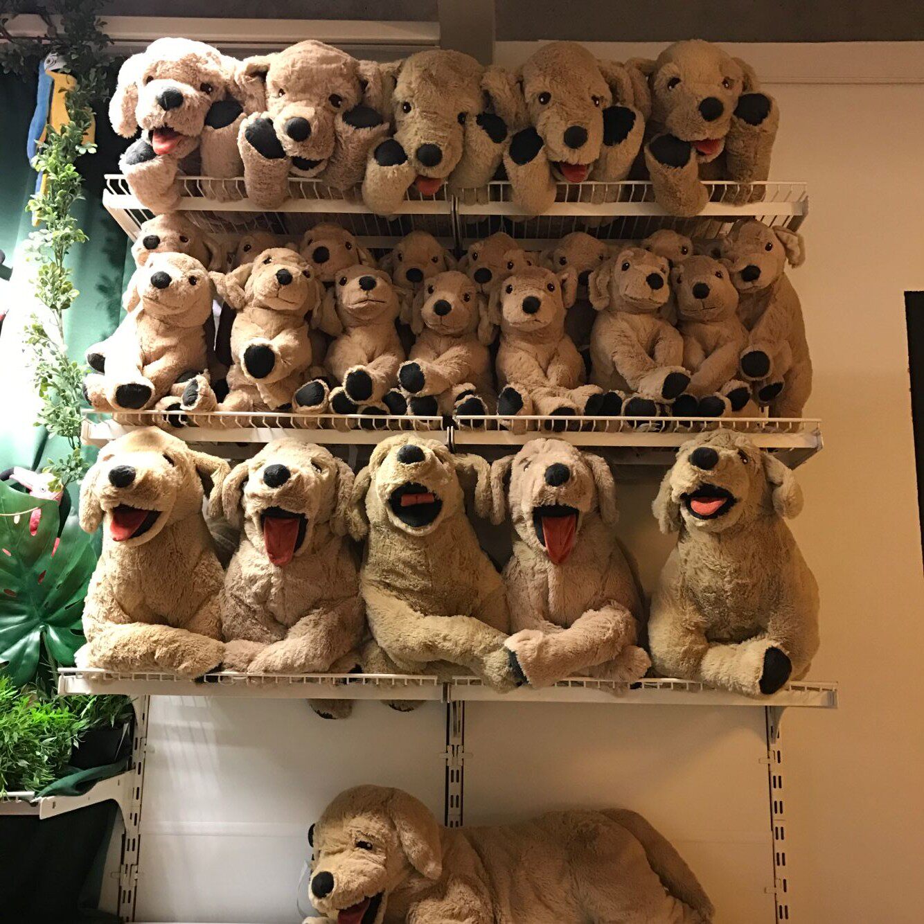 宜家古西格格金毛毛绒玩具kimi小黄大黄仿真儿童毛绒