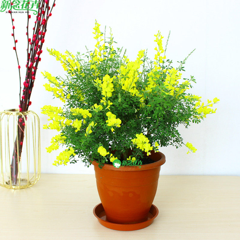 金雀新念黄金盆景黄金雀植物庭院桌面室内盆栽时令草本花卉