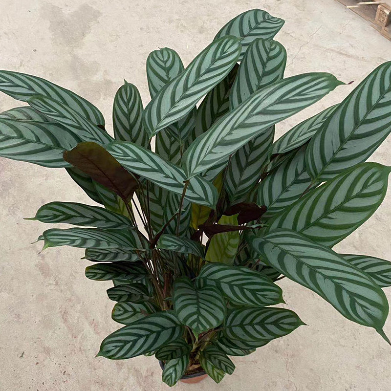 盆栽斗南绿植甲醛飞羽竹芋大盆书房客厅卧室绿植