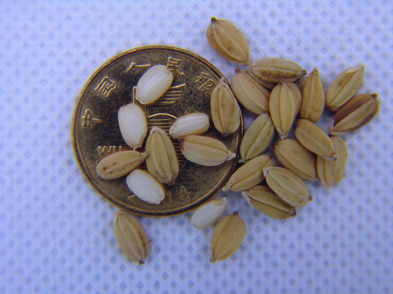 糯米富粘江米斤包二十满二十500g粳米种子圆粒糯米