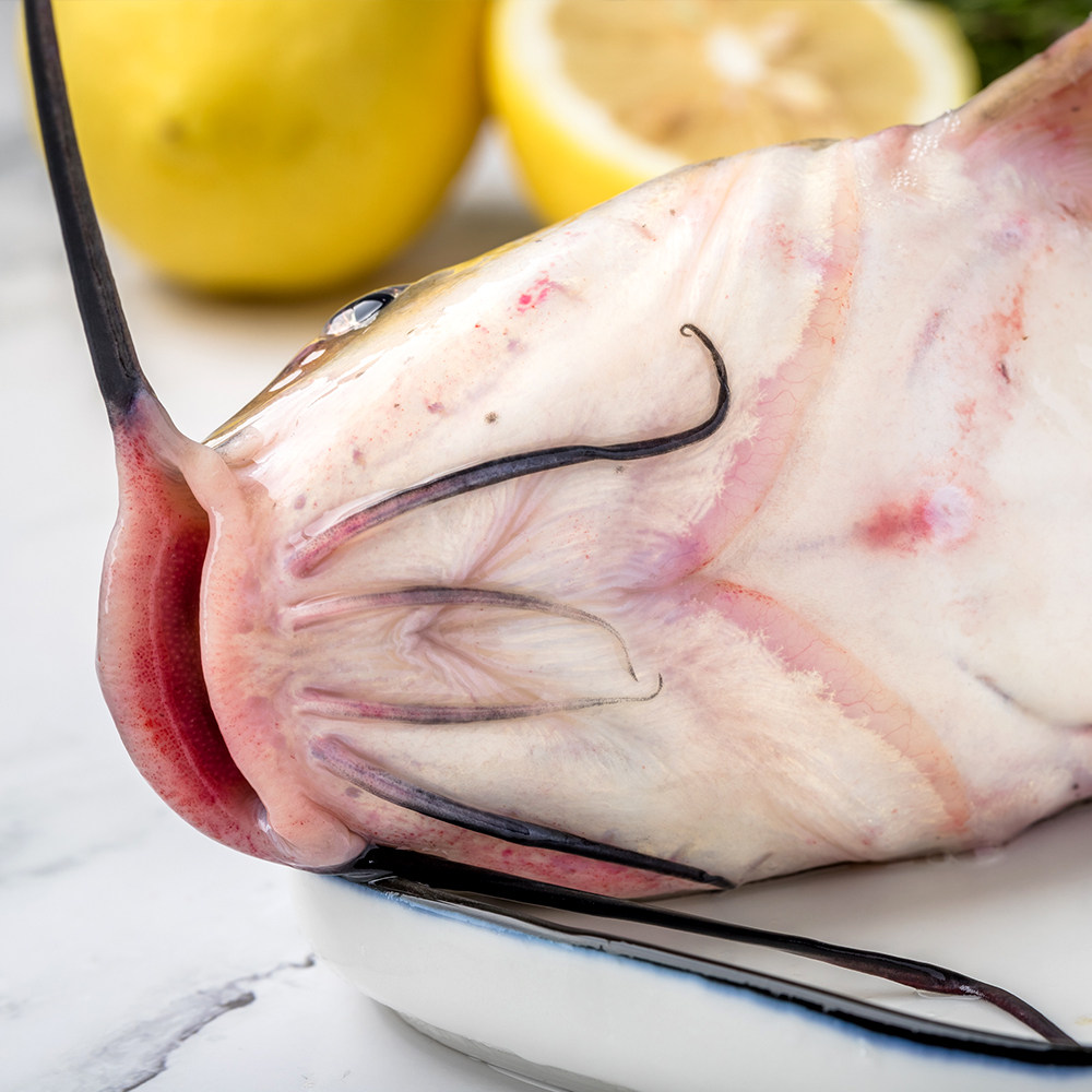 清江鱼江团鮰鱼开背烤鱼鲜活斑点叉尾白回长吻鮠送礼品年夜饭