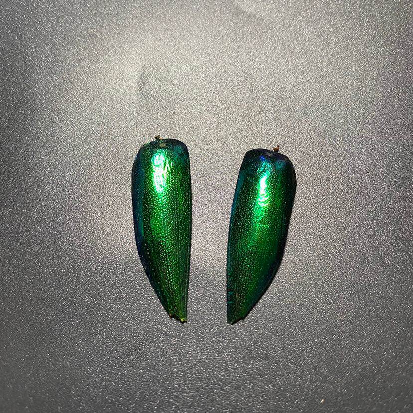玉虫精选2枚大翅一对成年甲虫翅膀炫彩金属漆器