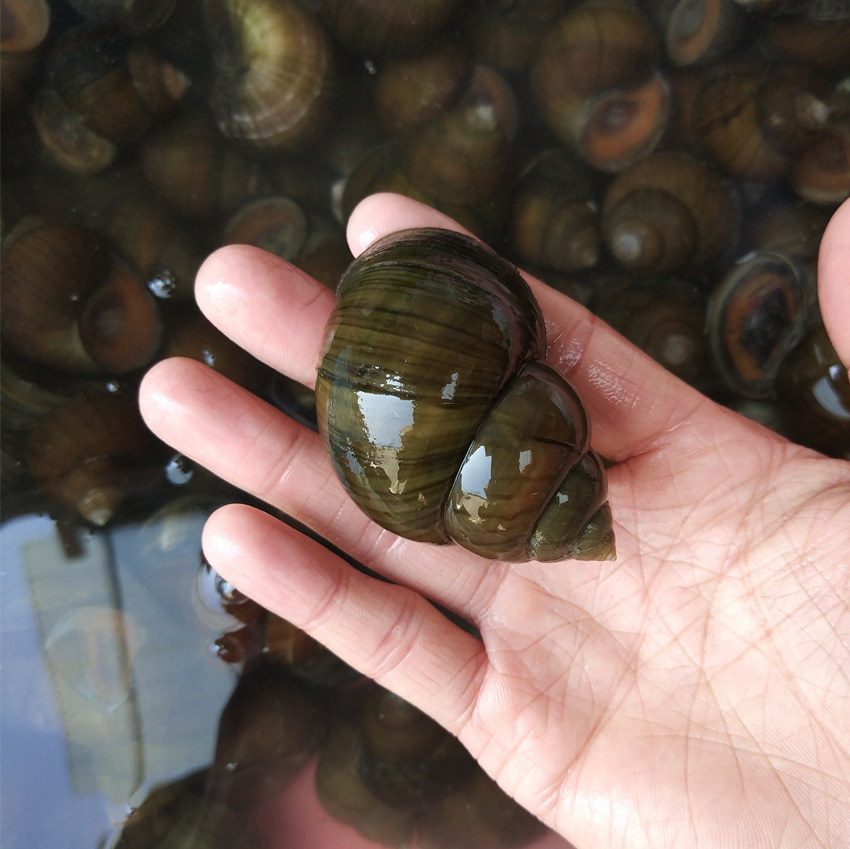 螺蛳3斤特大新鲜田螺活体包活泥螺丝肉鲜活石泥螺