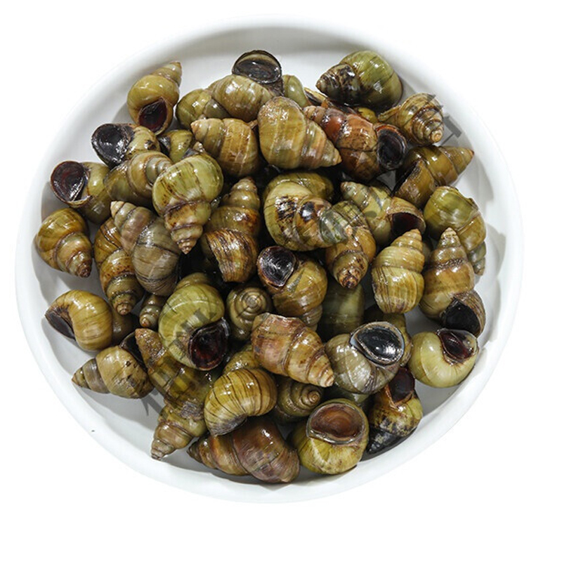 螺蛳4斤新鲜田螺可去剪尾包活的石螺泥活体鲜活泥螺