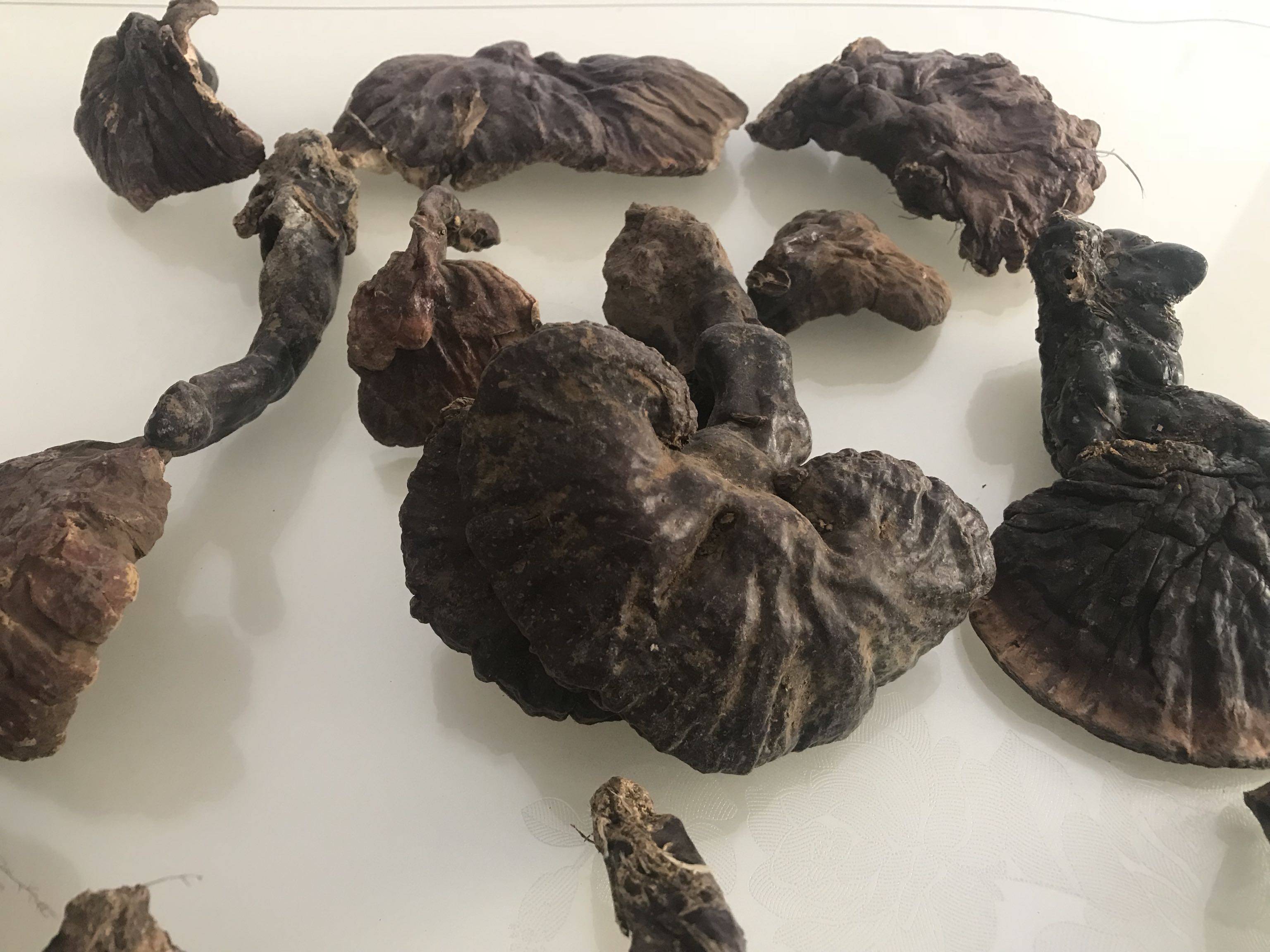 250克顺丰包邮 西藏林芝高原野生灵芝 伞盖均打开 中等品