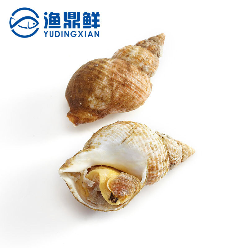 新鲜熟冻爱尔兰白螺500g北峨翡翠海螺无沙海螺