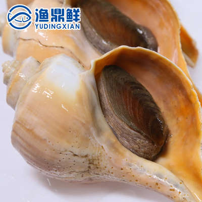 鲜活美国进口响螺 大响螺 250g-350g/只 刺身白灼xo酱爆煲汤包邮
