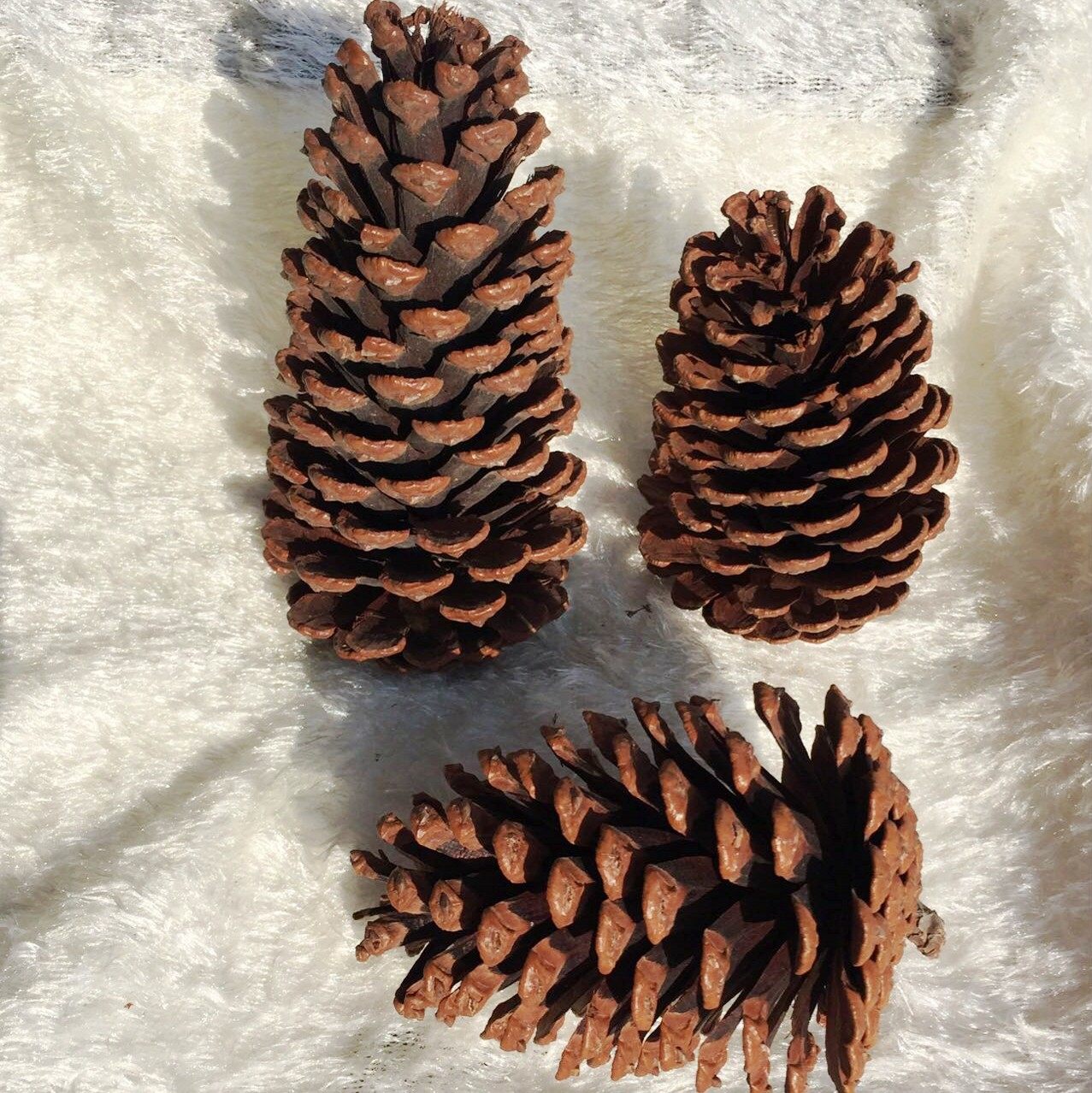 松果松塔松球大松果特大超大松果松松果圣诞树挂美国松圣诞松树果