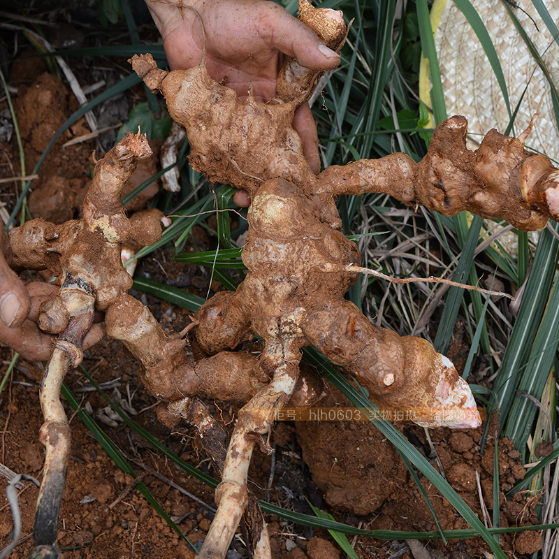 金刚现采新鲜菝葜根3斤藤铁菱角散装刺根菝葜其他药食同源食品