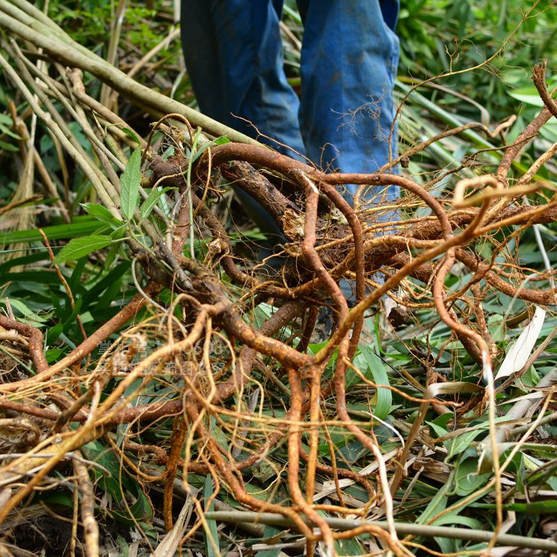 五指毛桃新鲜现挖野生五爪500g广东养生煲汤其他药食同源食品
