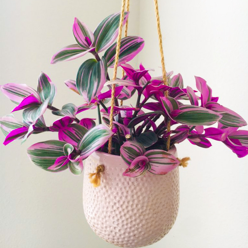 红豆园艺油画婚礼吊兰甲醛垂吊竹梅盆栽阳台绿植