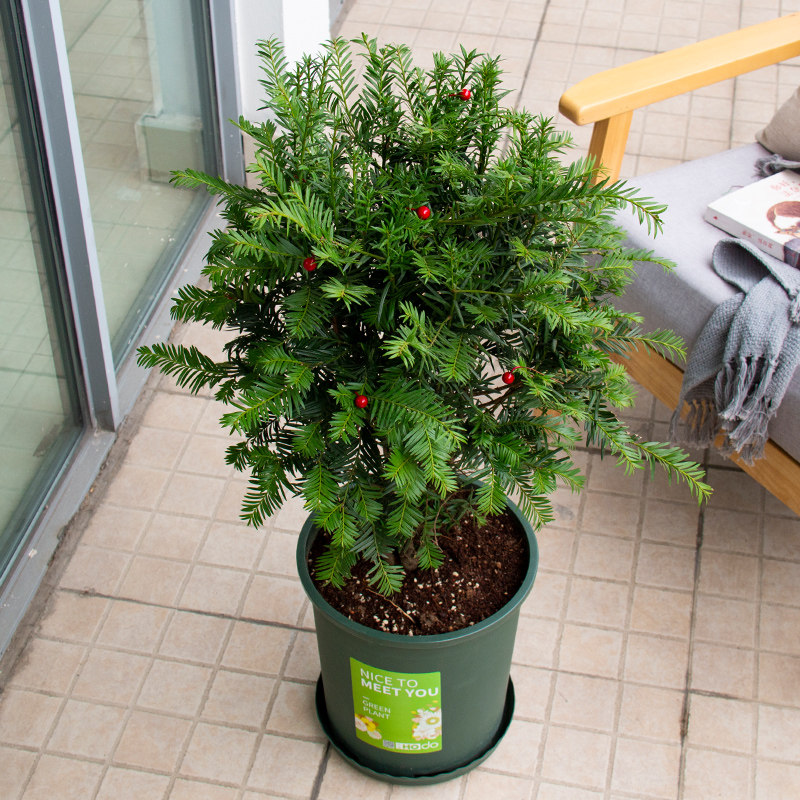 年龄老桩苗净化空气客厅室内四季常绿植物曼地亚 10 正宗红豆杉盆栽