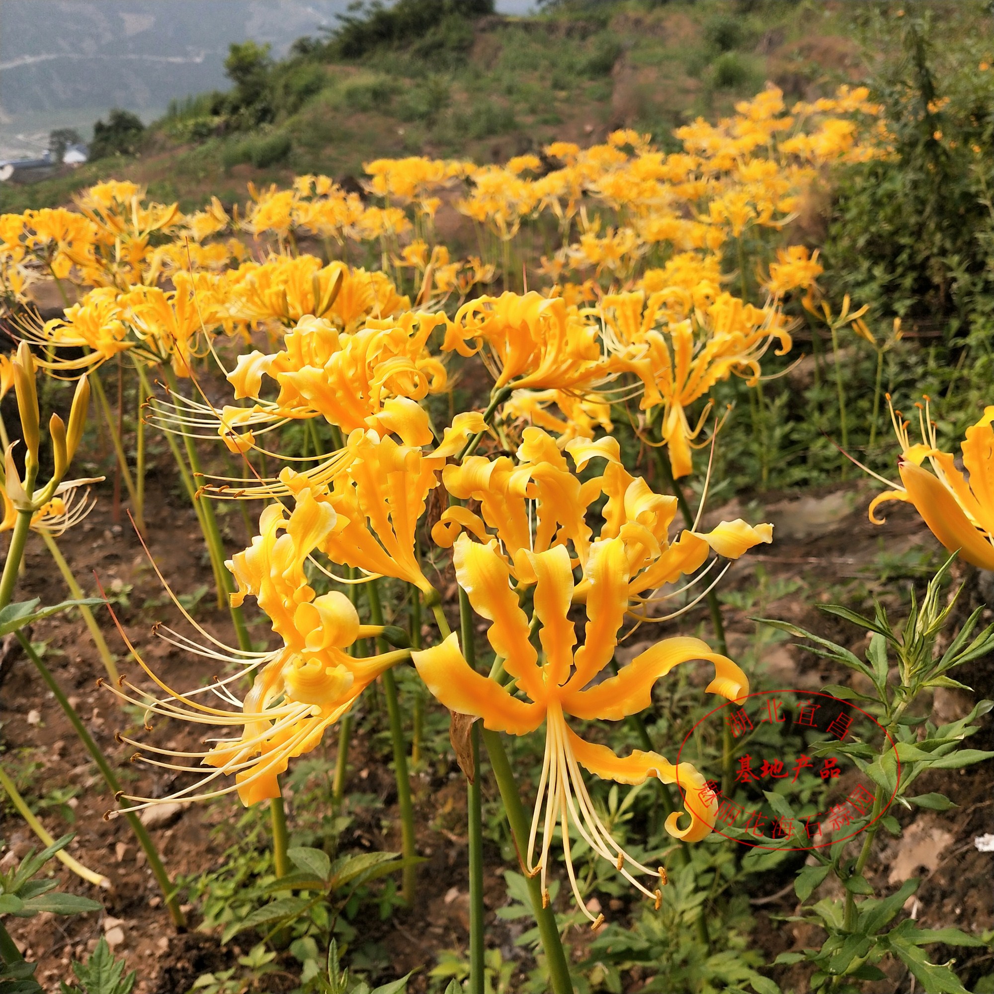 忽地金色石蒜彼岸彼岸花花种曼珠沙华盆栽室内四季种球