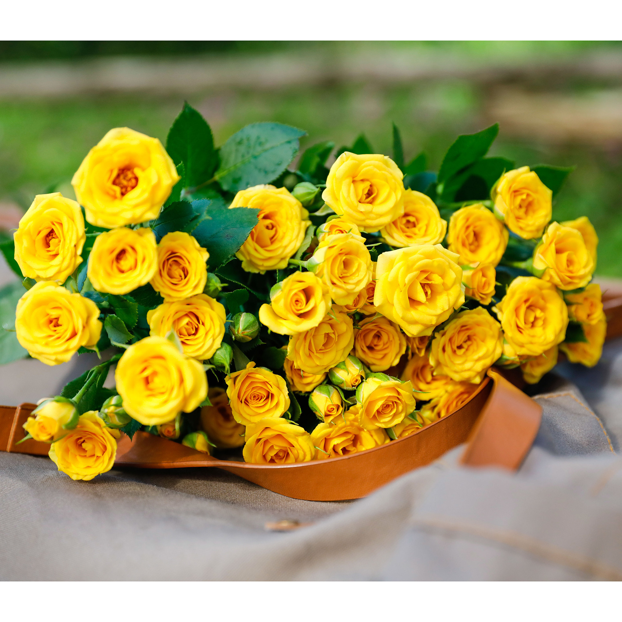 鲜花四季珍集梦幻芭比多头蔷薇玫瑰全店任意2件时令草本花卉