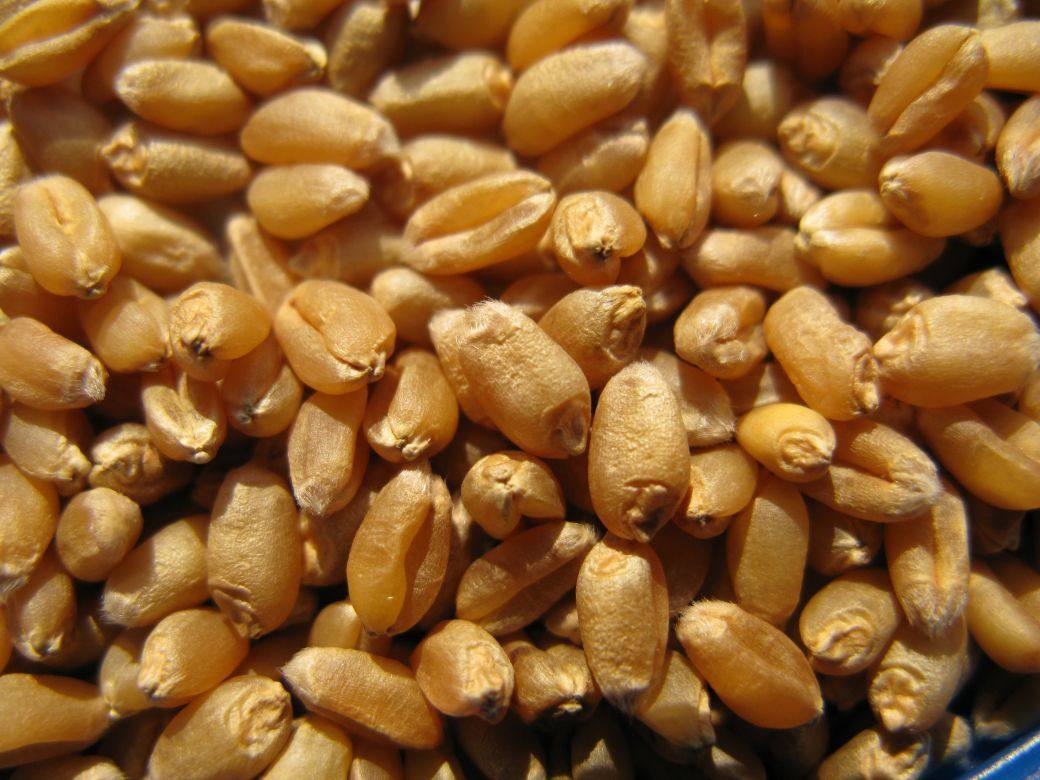 猫草补充症状去毛种子高品质小麦草白送二份第二猫狗通用营养膏