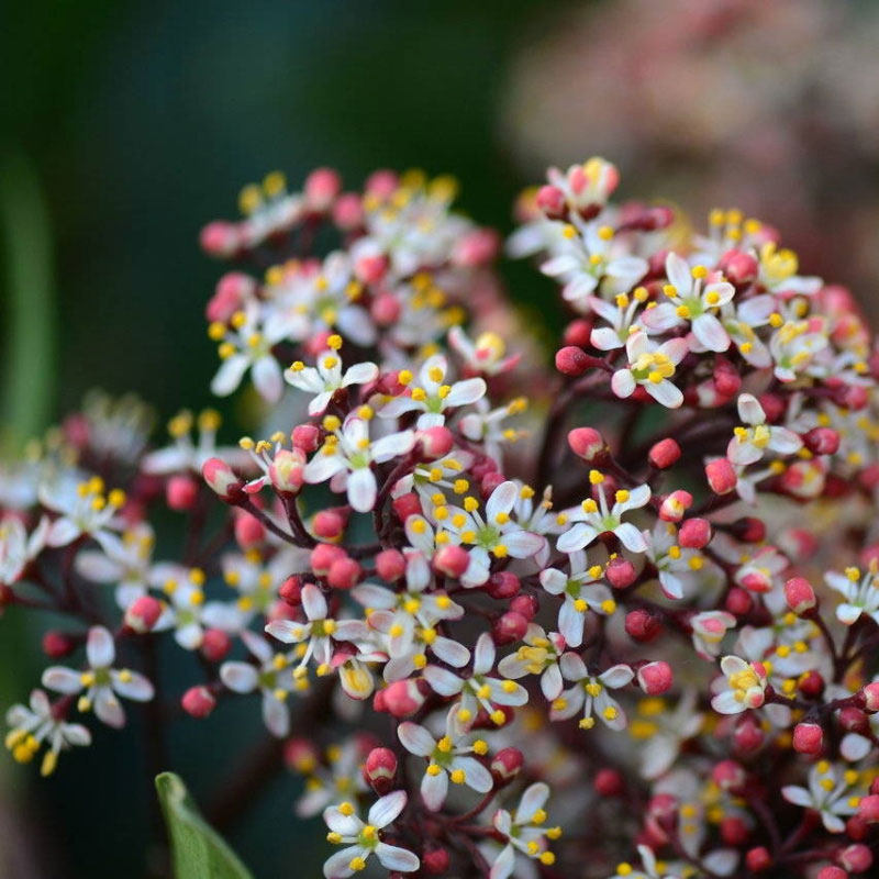 茵芋紫玉珊瑚盆栽花苞耐寒植物多年生常绿灌木时令草本花卉