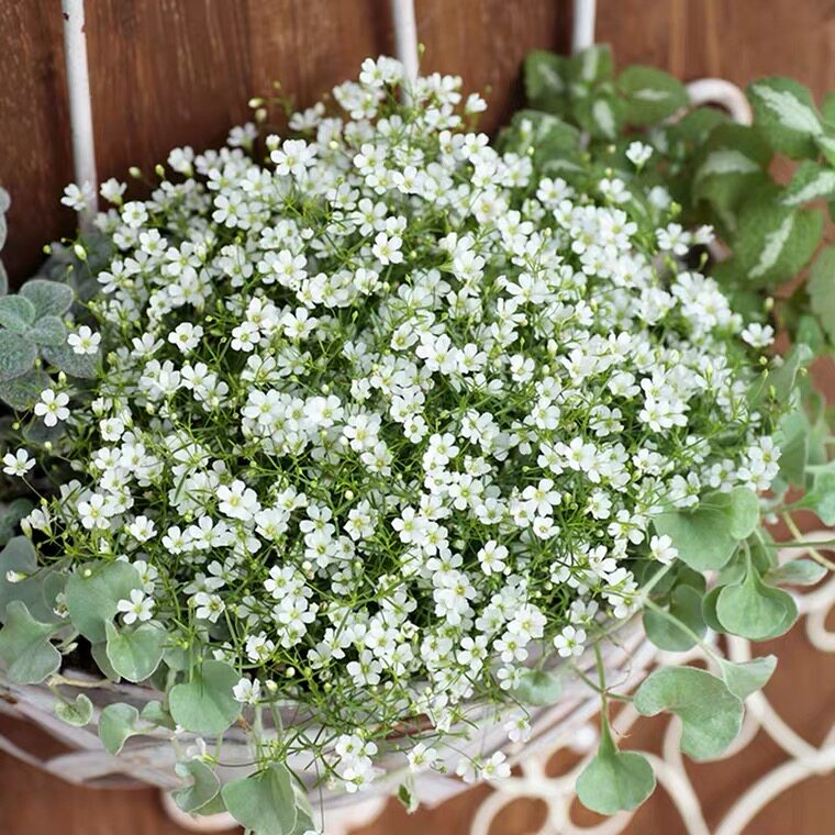 吉普赛满天星花苞植物室内阳台花卉盆栽绿植好养时令草本花卉