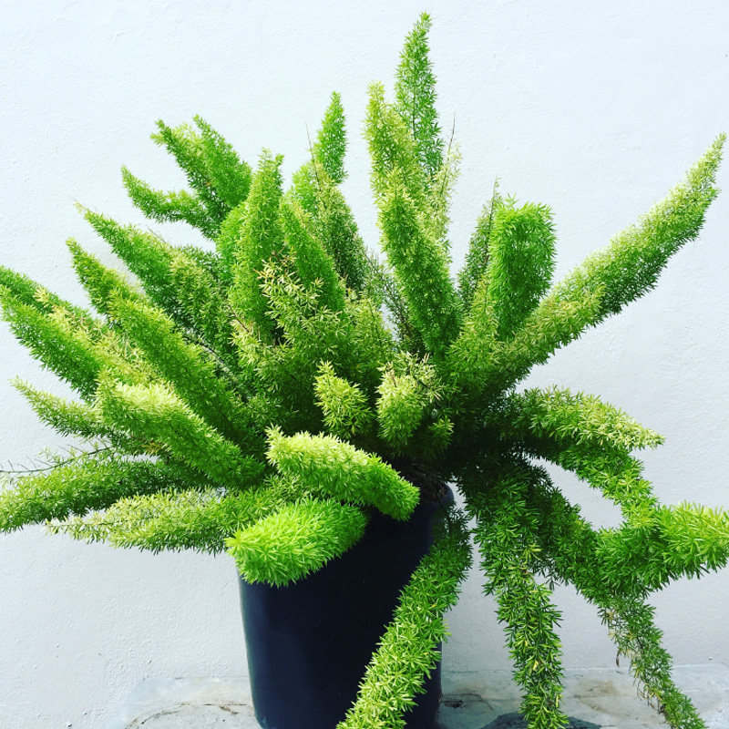 狐尾天门冬盆栽苗 多年生常绿半蔓性草本植物花卉绿植阳台庭院-mc母婴