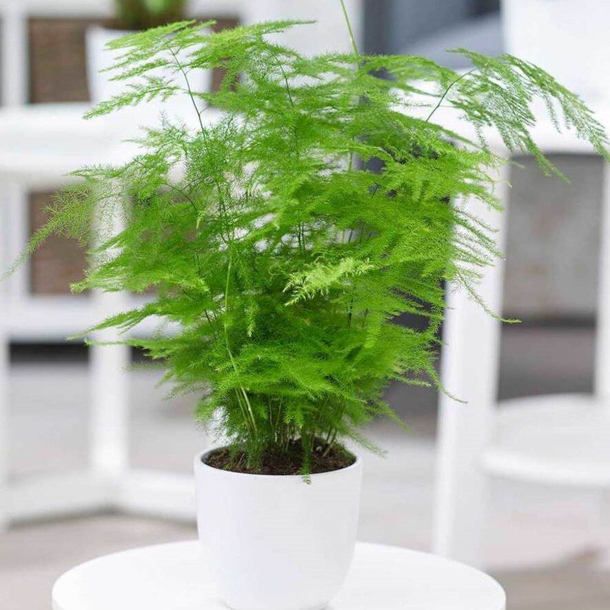 盆景文竹山水造型室内绿植禅意盆栽净化空气观赏绿植